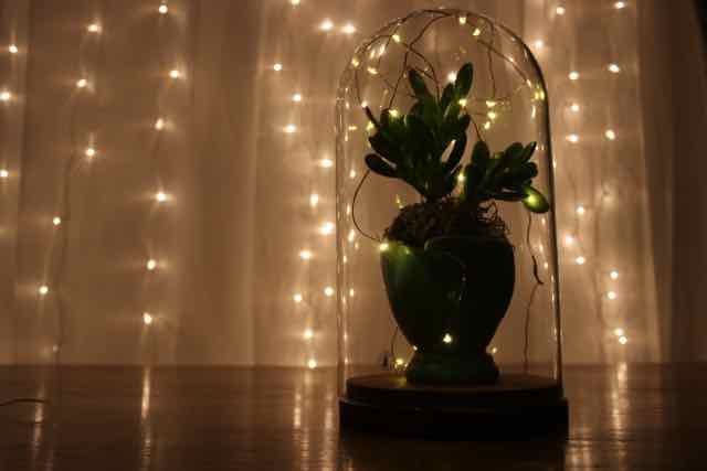 Succulents under glass - with lights!