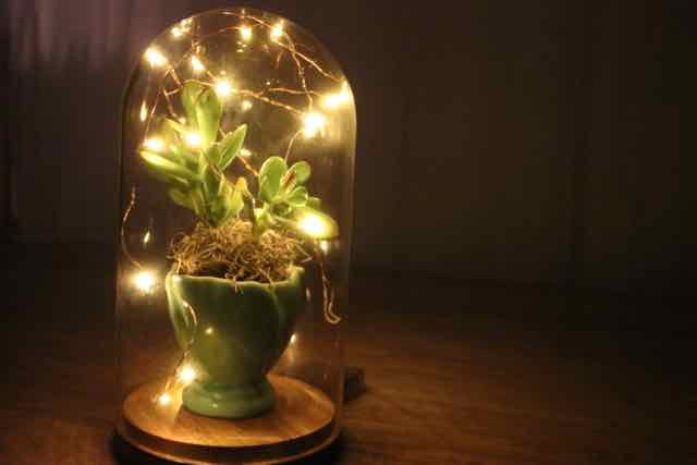 Succulents under glass - with lights!